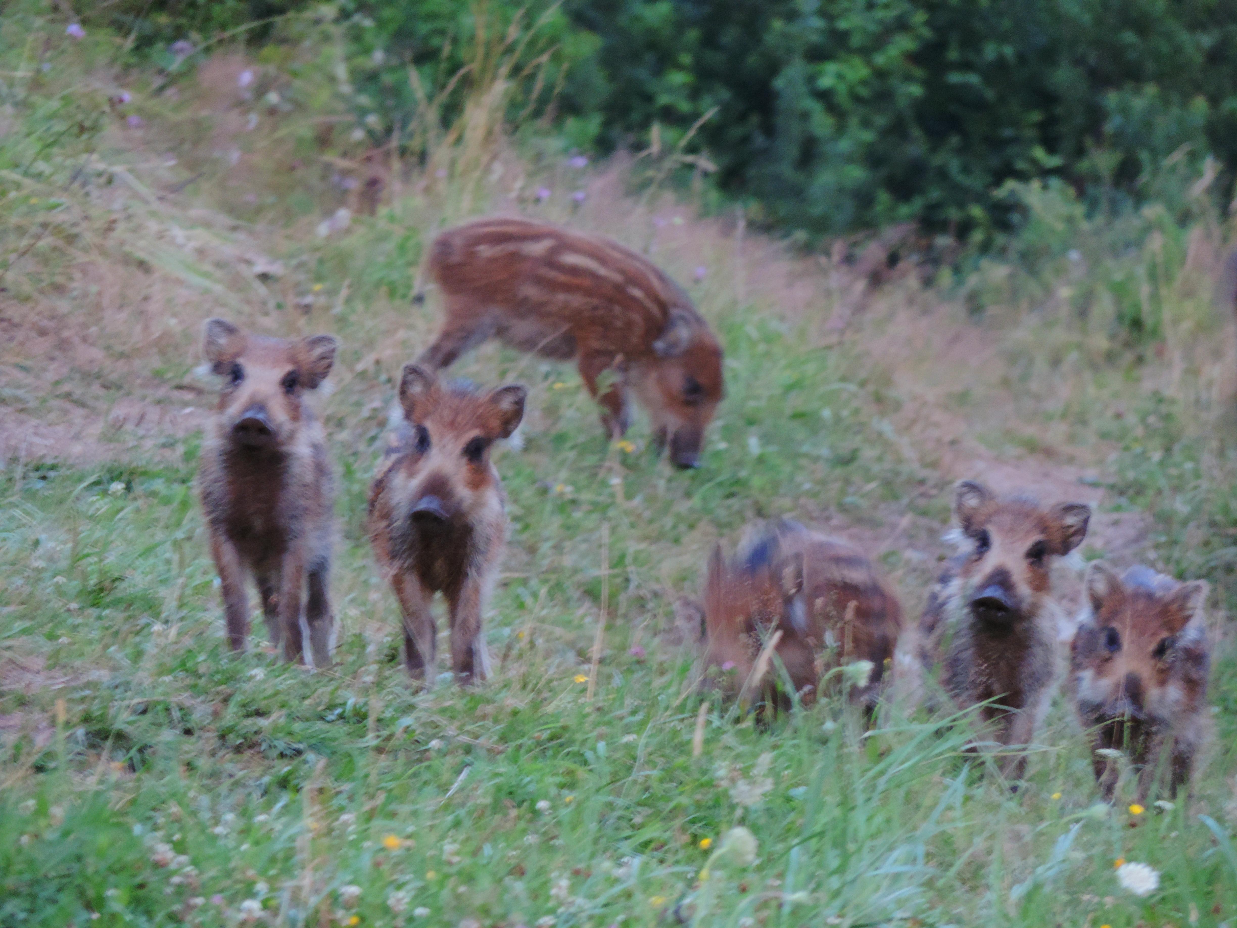 wildlife 2 3 20161024 1686810369 original