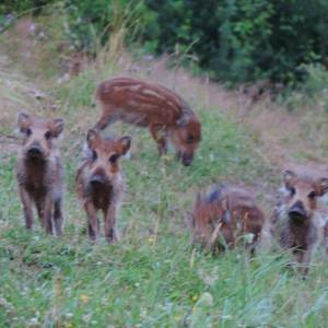 wildlife_2_3_20161024_1686810369_original