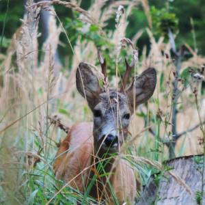 wildlife_3_4_20161024_1659733383_original