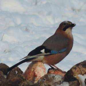 wildlife_3_5_20161024_1394133949_original