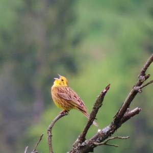 wildlife_4_5_20161024_1534244821_original