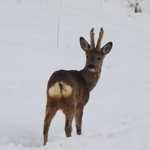 wildlife_8_20161024_1208667898_original