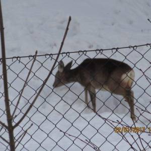 srnka_1_20170203_1957870219_original